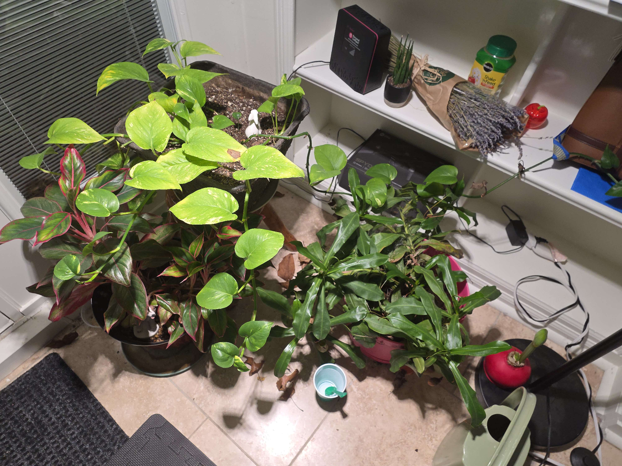 11/23/2025: Winter Plants